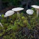 Clitocybe rivulosa