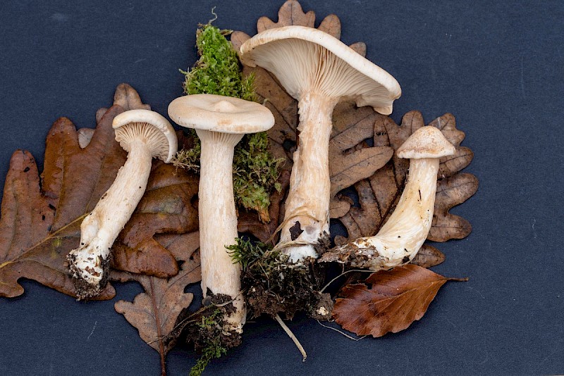 Clitocybe geotropa - © Charles Hipkin