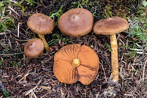 Cortinarius cinnamomeus Cinnamon Webcap