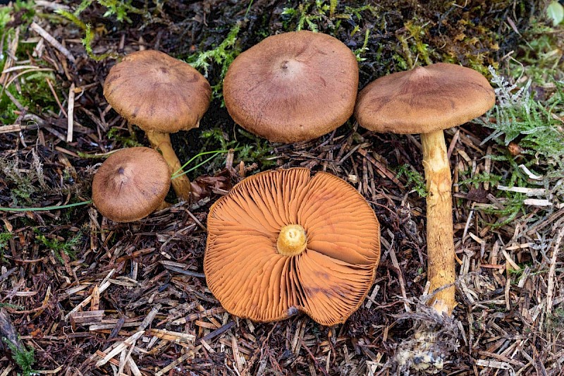 Cortinarius cinnamomeus - © Charles Hipkin