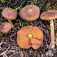 Cortinarius cinnamomeus