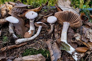 Cortinarius torvus Stocking Webcap