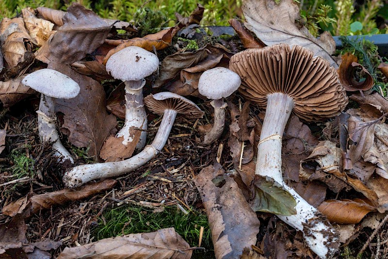 Cortinarius torvus - © Charles Hipkin