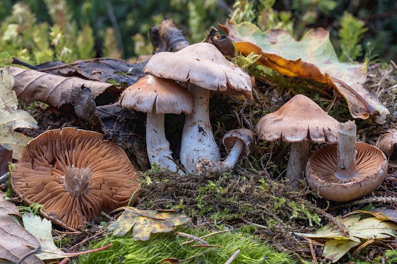 Cortinarius acutispissipes - © Charles Hipkin