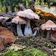 Cortinarius acutispissipes