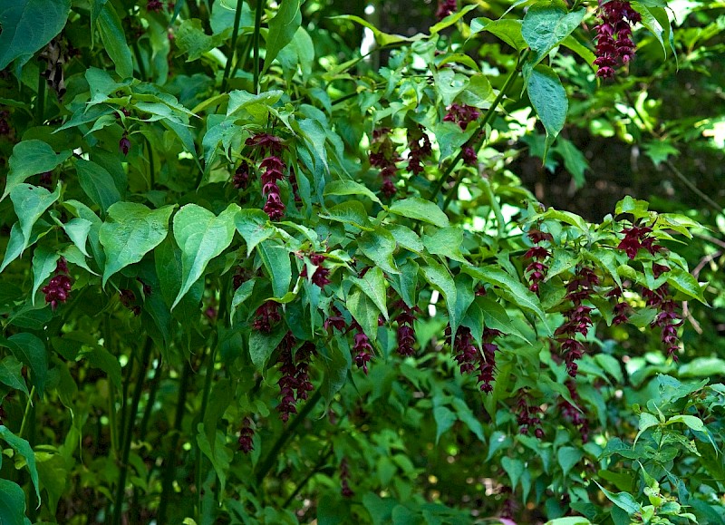 Leycesteria formosa - © Charles Hipkin