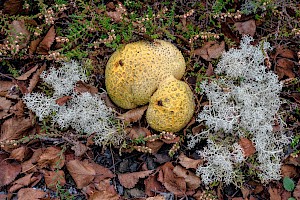 Scleroderma citrinum Common Earthball