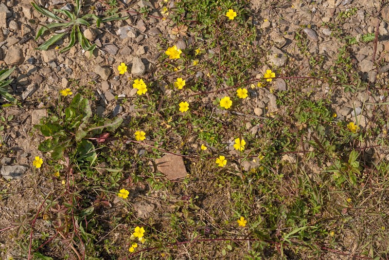 Potentilla anglica