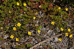 Potentilla anglica Trailing Tormentil