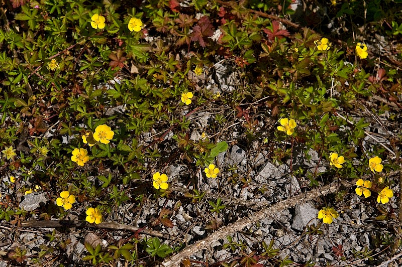 Potentilla anglica - © Charles Hipkin