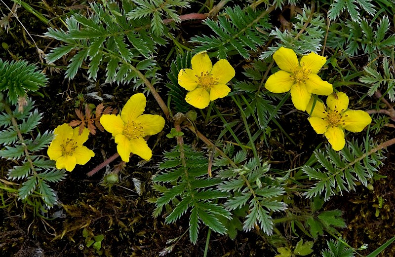 Potentilla anserina - © Charles Hipkin