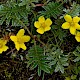 Potentilla anserina