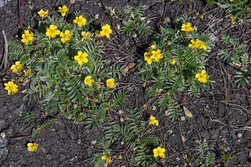 Potentilla anserina - © Charles Hipkin