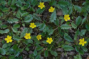 Potentilla anserina Silverweed