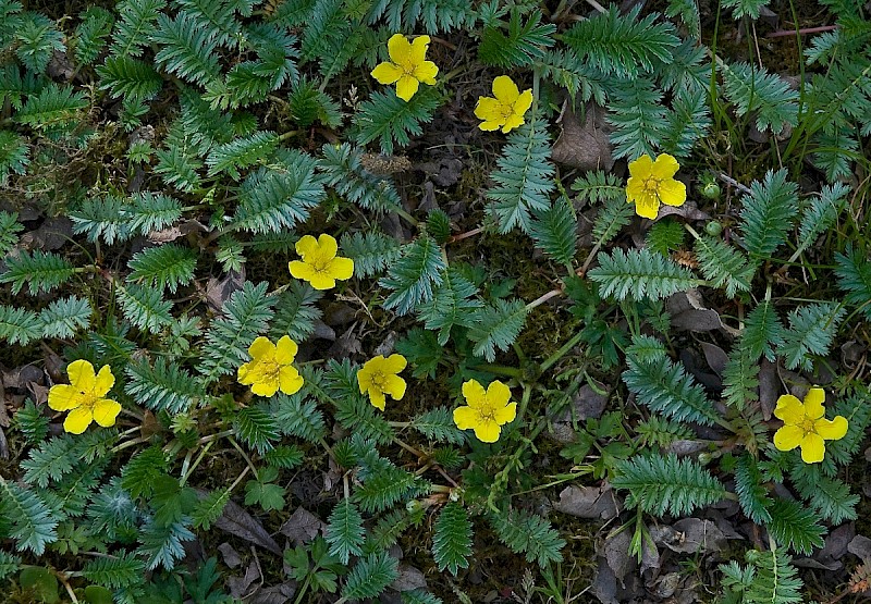 Potentilla anserina - © Charles Hipkin