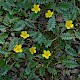 Potentilla anserina