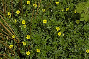 Potentilla erecta Tormentil