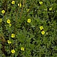 Potentilla erecta