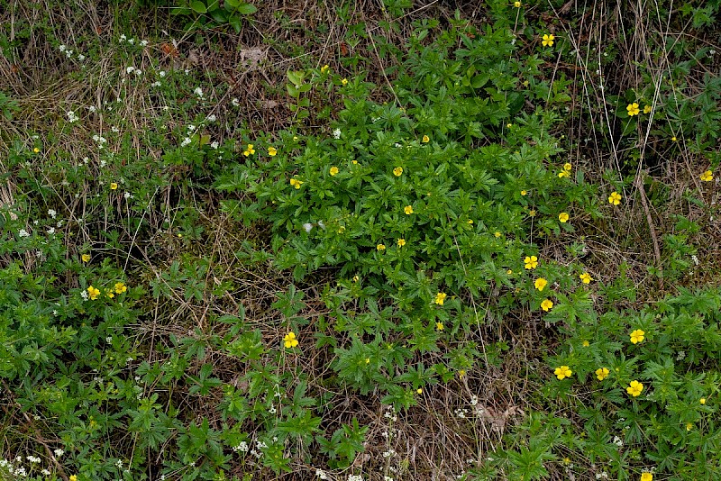 Potentilla erecta - © Charles Hipkin