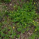 Potentilla erecta