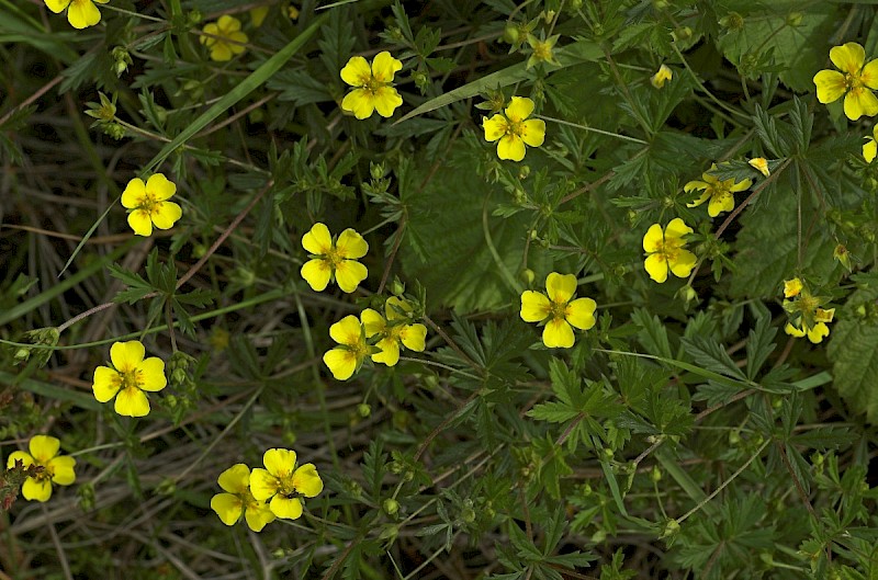 Potentilla erecta - © Charles Hipkin