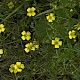 Potentilla erecta