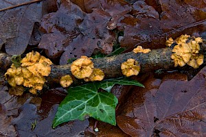 Stereum gausapatum Bleeding Oak Crust