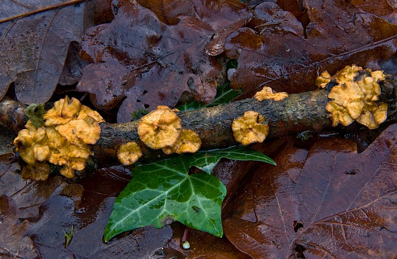 Stereum gausapatum - © Charles Hipkin