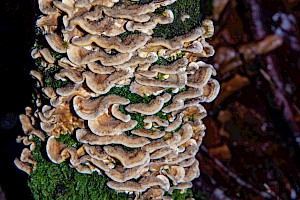 Stereum hirsutum Hairy Curtain Crust