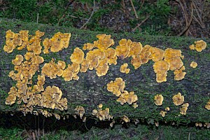 Stereum subtomentosum Yellowing Curtain Crust