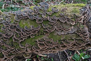 Trametes versicolor Turkeytail