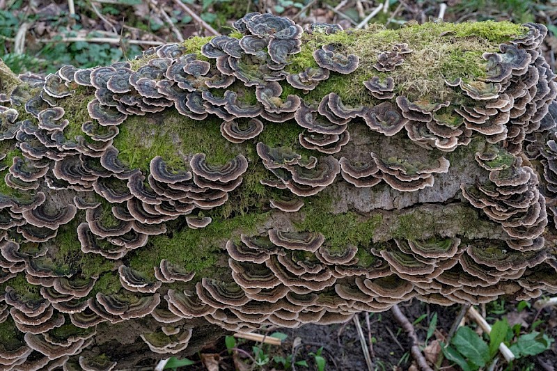 Trametes versicolor - © Charles Hipkin