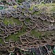 Trametes versicolor