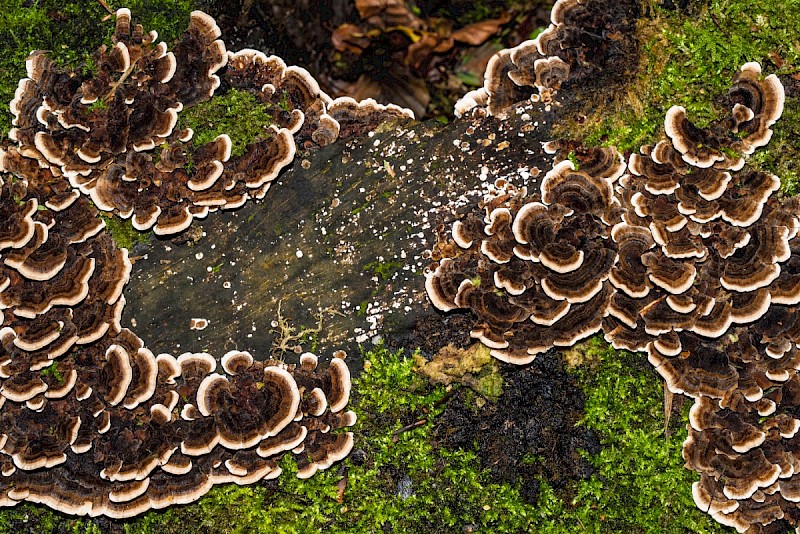 Trametes versicolor - © Charles Hipkin