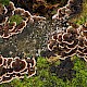 Trametes versicolor