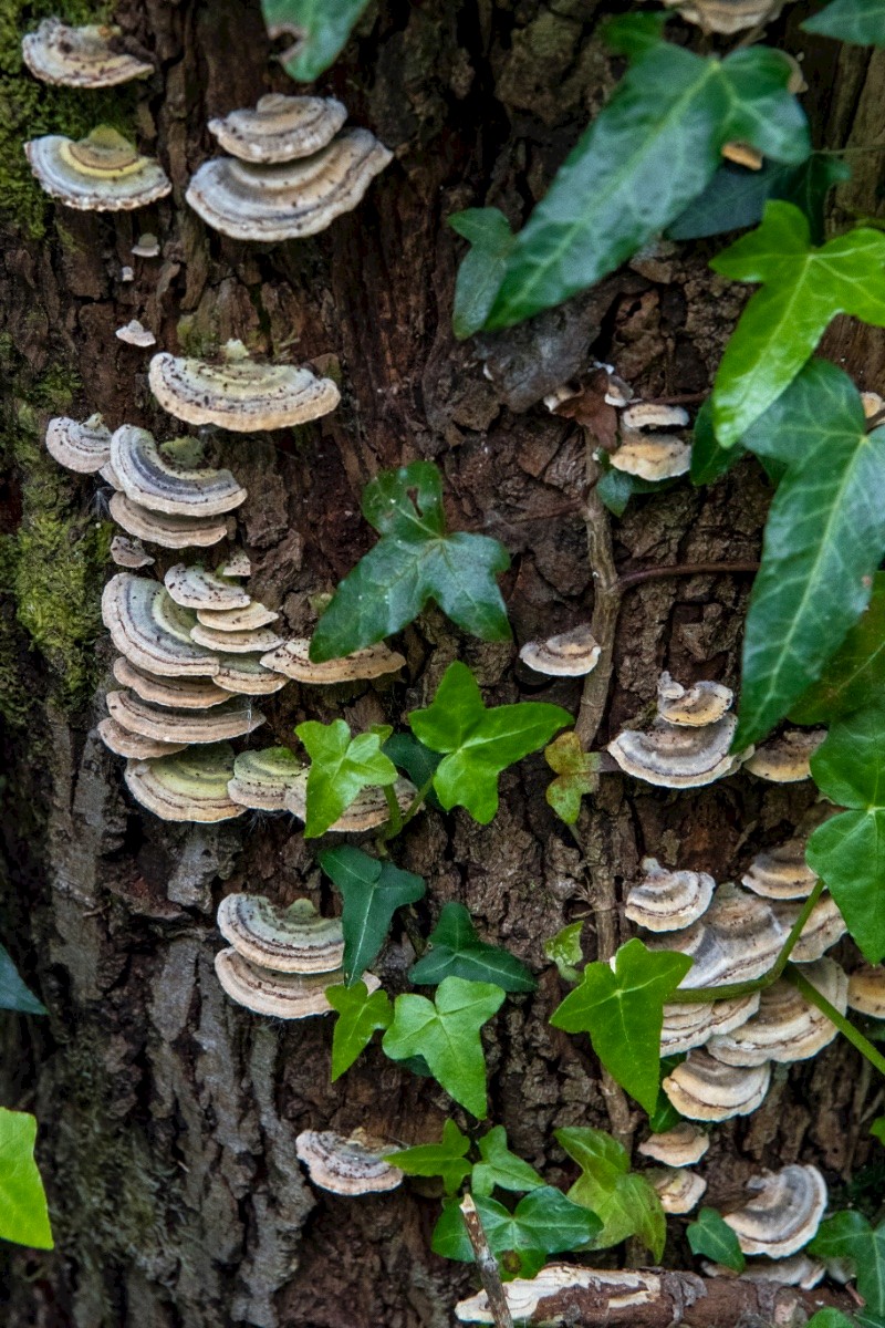 Trametes hirsuta - © Charles Hipkin