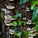 Trametes hirsuta