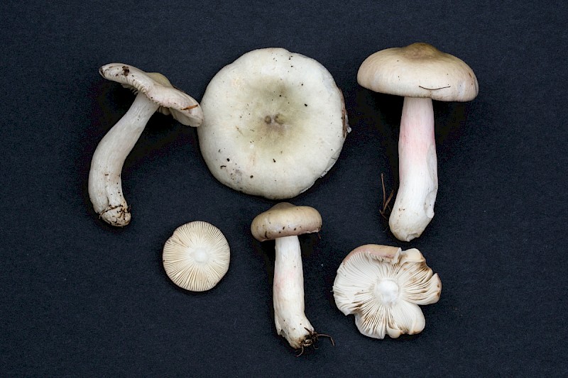 Russula aeruginea - © Charles Hipkin