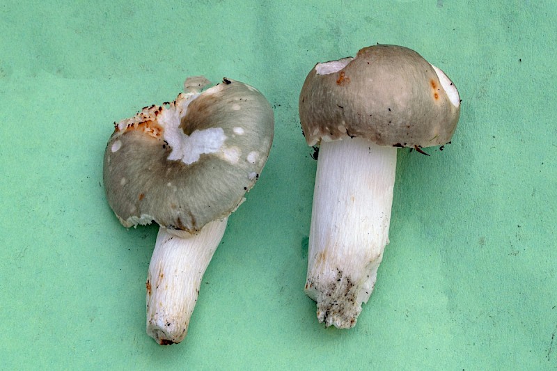 Russula aeruginea - © Charles Hipkin