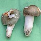 Russula aeruginea