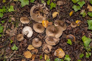 Russula amoenolens Camembert Brittlegill