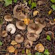 Russula amoenolens