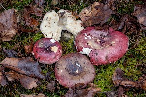 Russula atropurpurea Purple Brittlegill