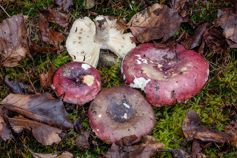 Russula atropurpurea - © Charles Hipkin