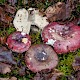 Russula atropurpurea