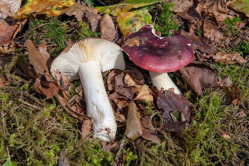 Russula atropurpurea - © Charles Hipkin