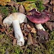 Russula atropurpurea