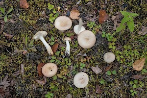 Russula betularum Birch Brittlegill