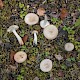 Russula betularum