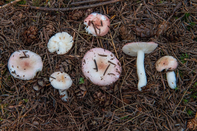 Russula betularum - © Charles Hipkin